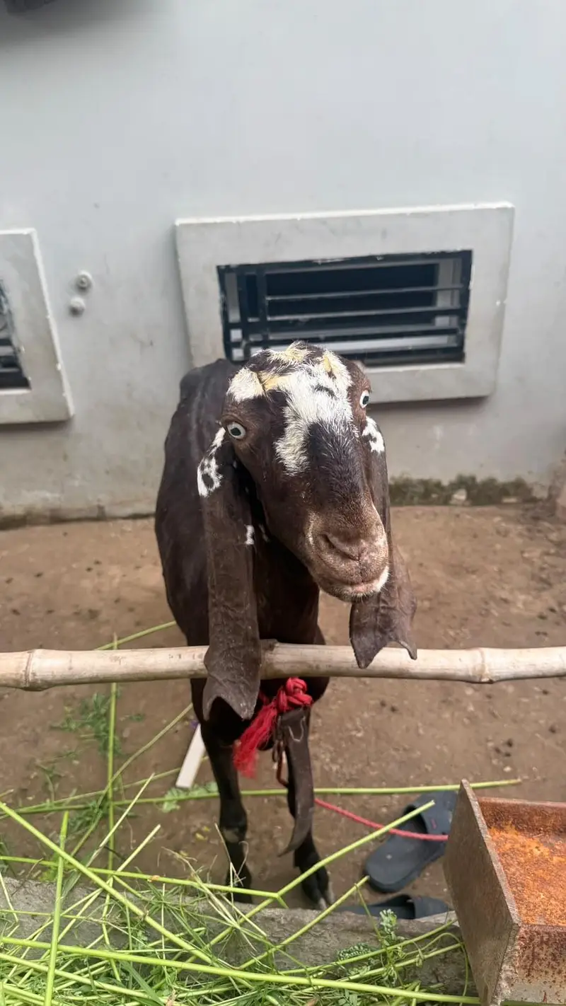 Goat Sale  with two male kids Age 5 months — photo 5