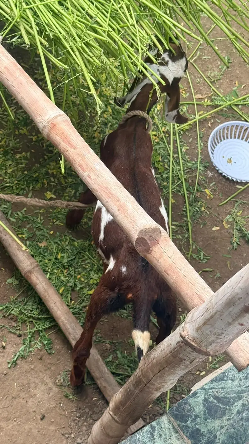 Goat Sale  with two male kids Age 5 months — photo 6