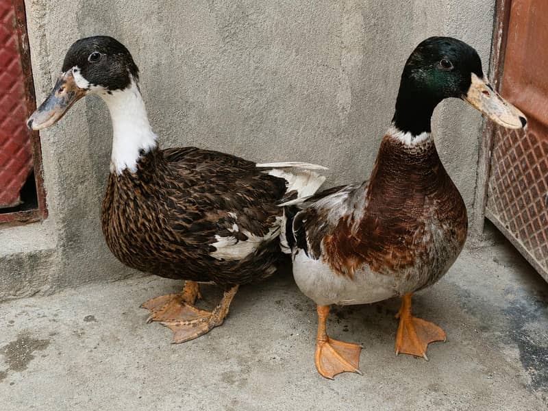 ducky bhai for sale 0