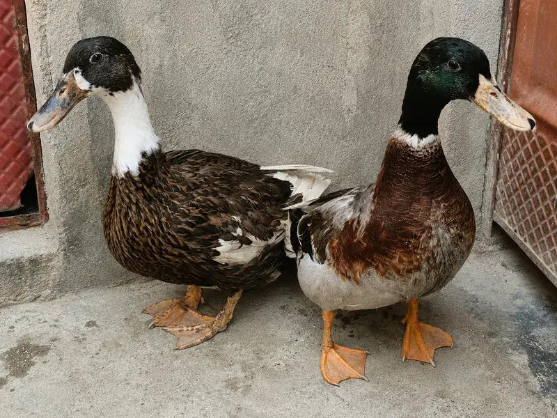 ducky bhai for sale