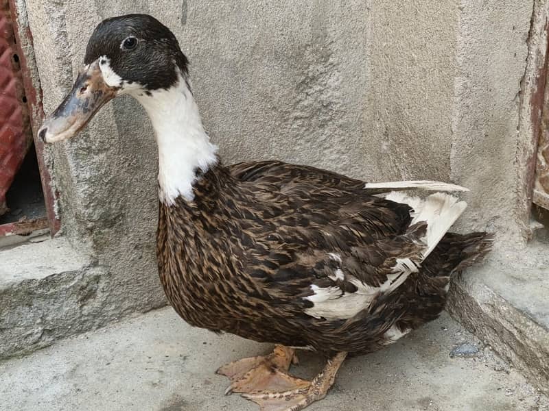 ducky bhai for sale 2