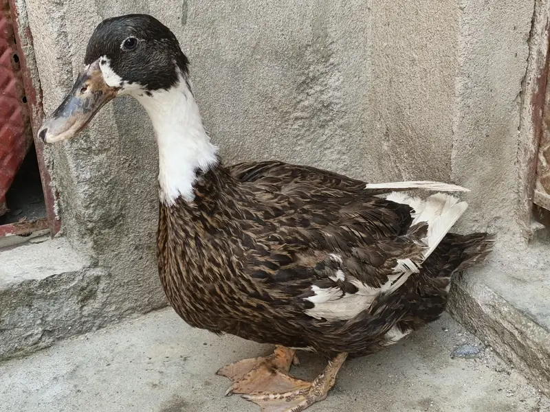 ducky bhai for sale — photo 3