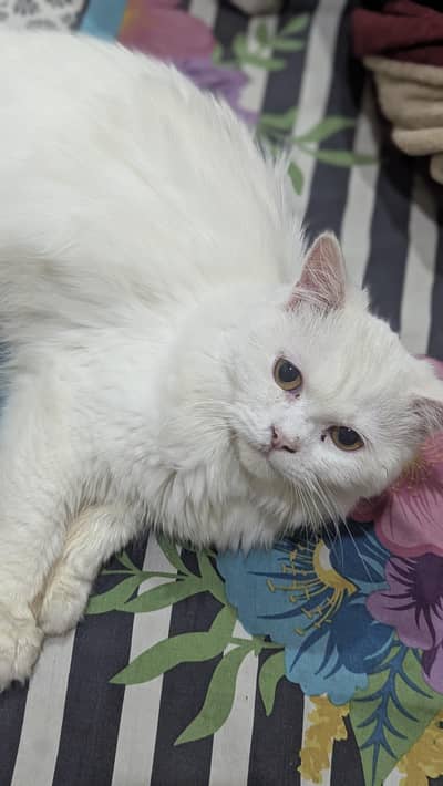 Persian Male cat