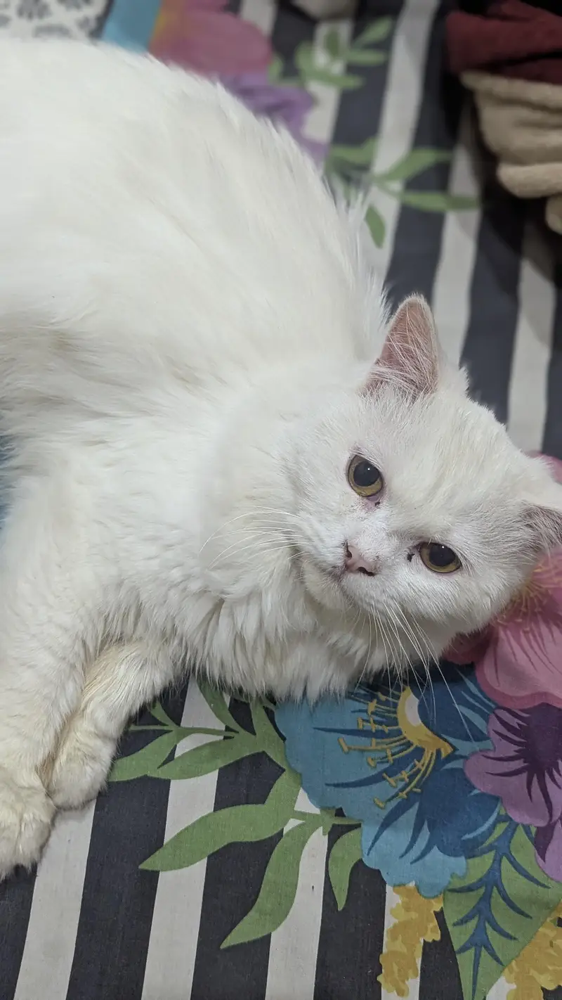 Persian Male cat — photo 2