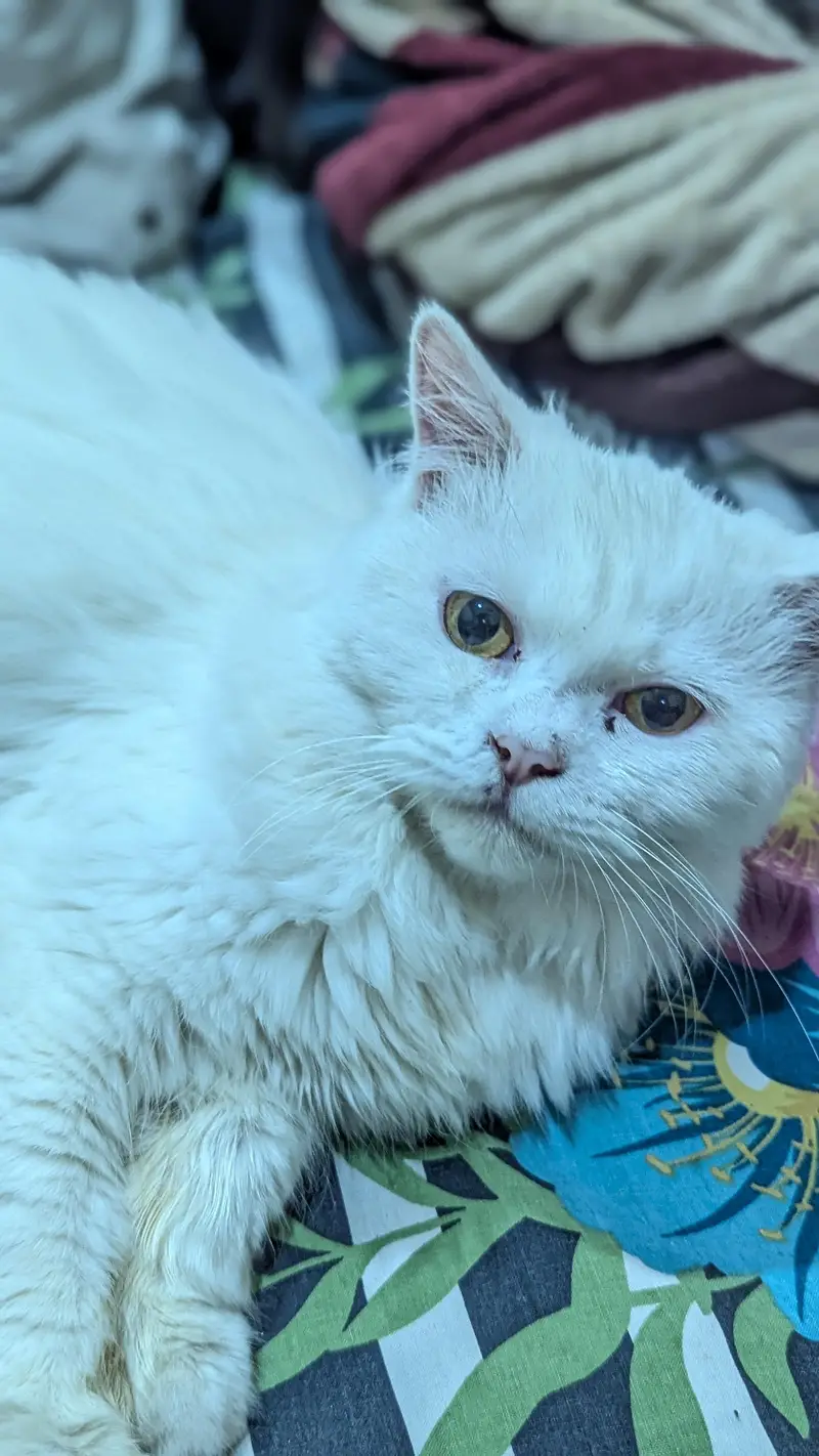 Persian Male cat — photo 3