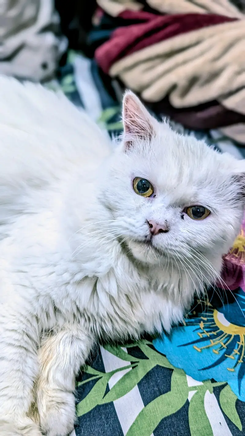 Persian Male cat — photo 4