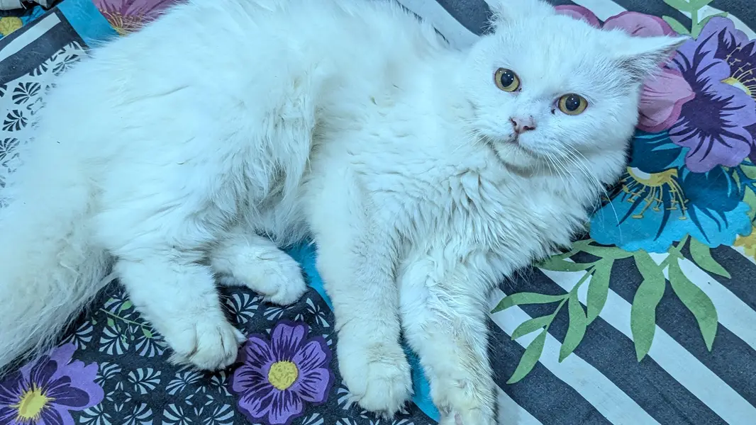 Persian Male cat — photo 5