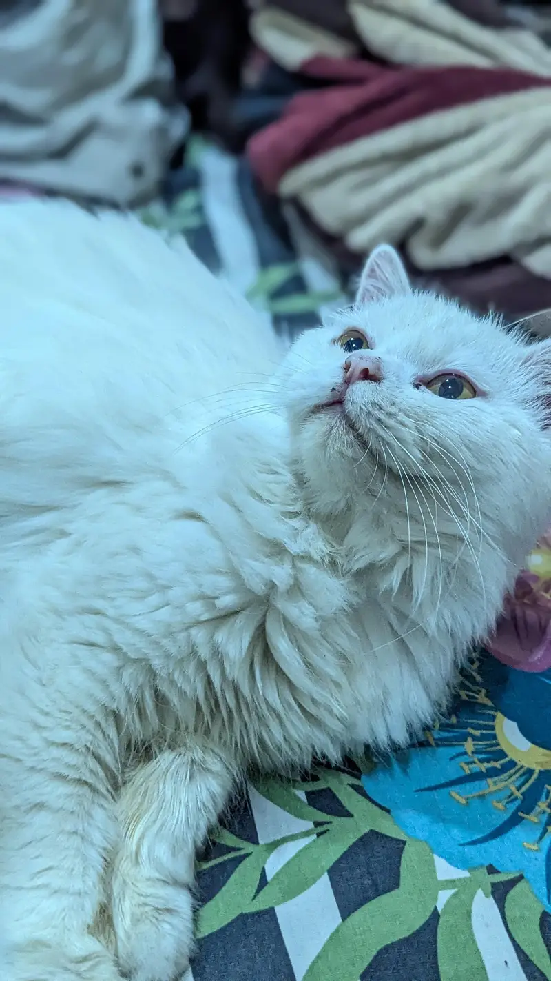 Persian Male cat — photo 6
