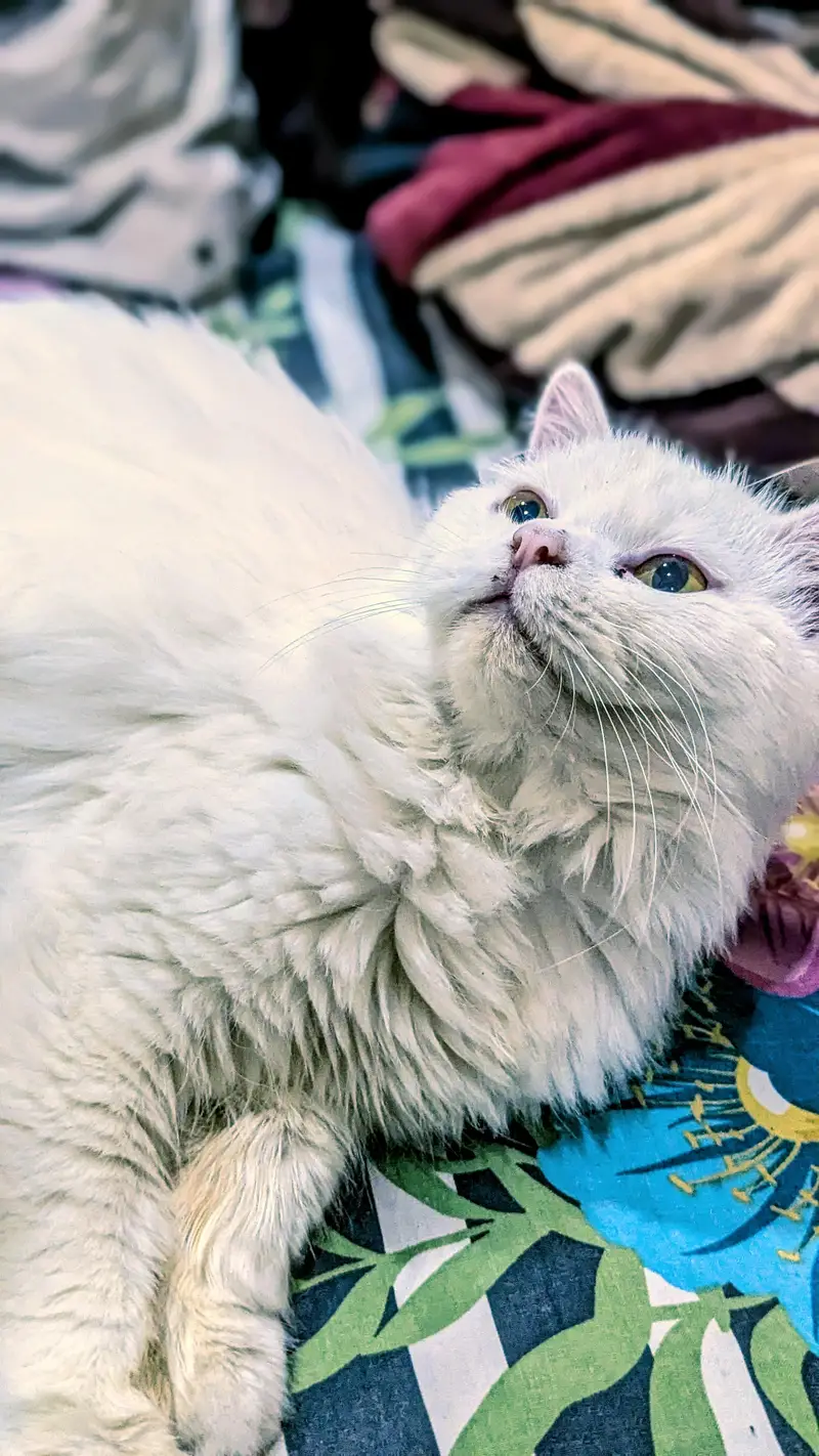 Persian Male cat — photo 7