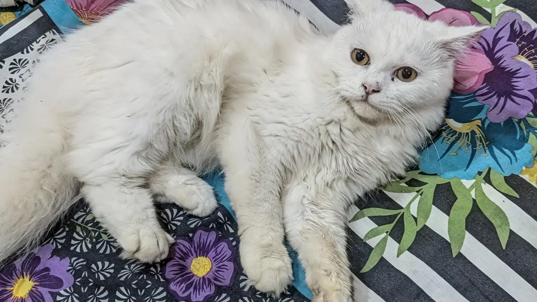Persian Male cat — photo 8