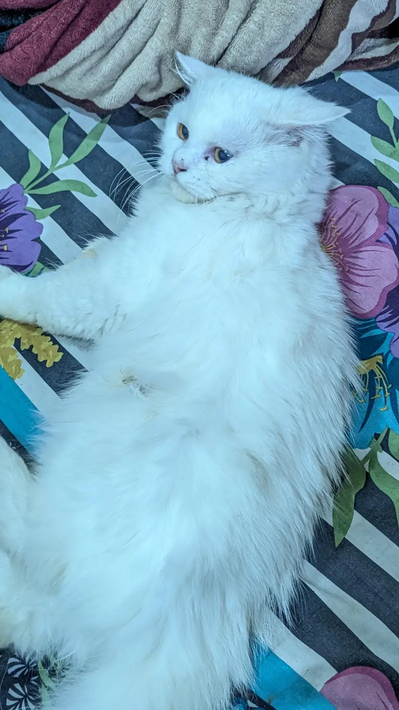 Persian Male cat — photo 9