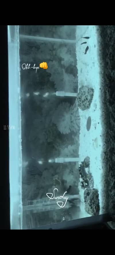 fish aquarium for sale