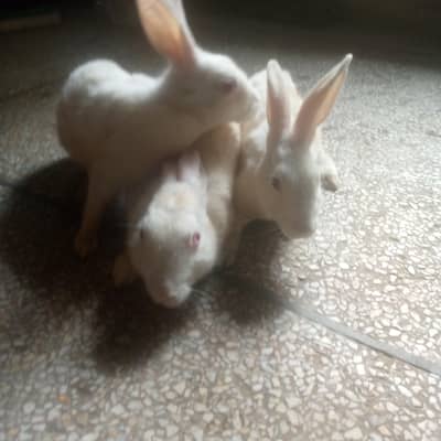 Three white rabbits male