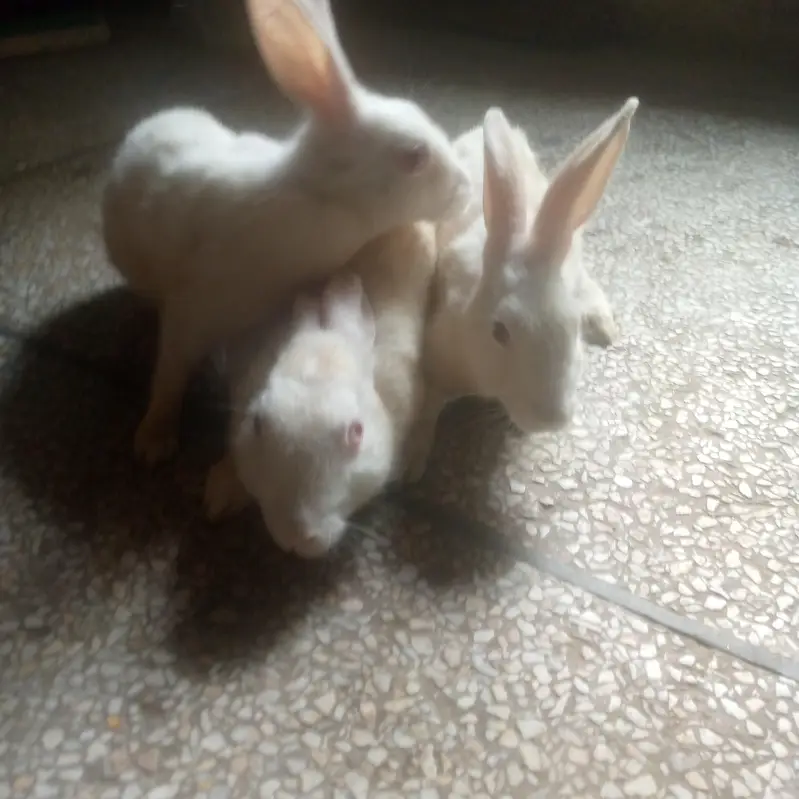 Three white rabbits male
