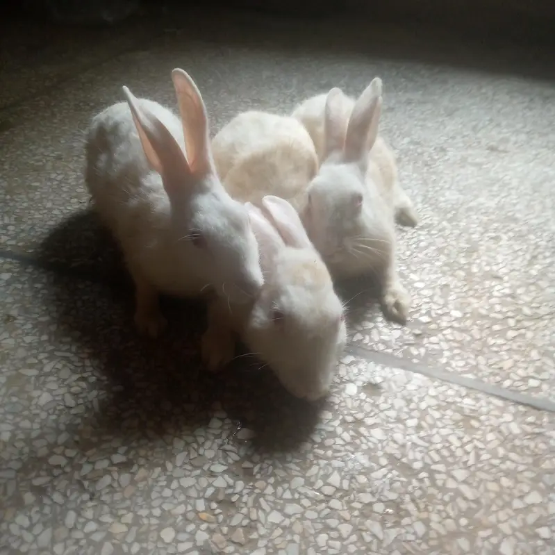 Three white rabbits male — photo 2