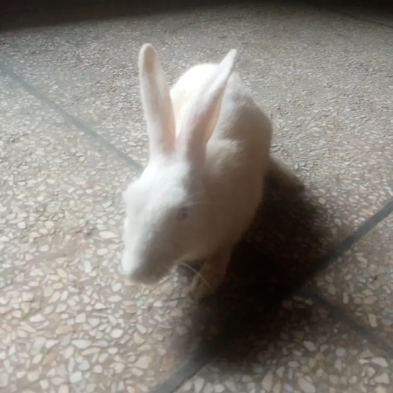 Three white rabbits male — photo 3