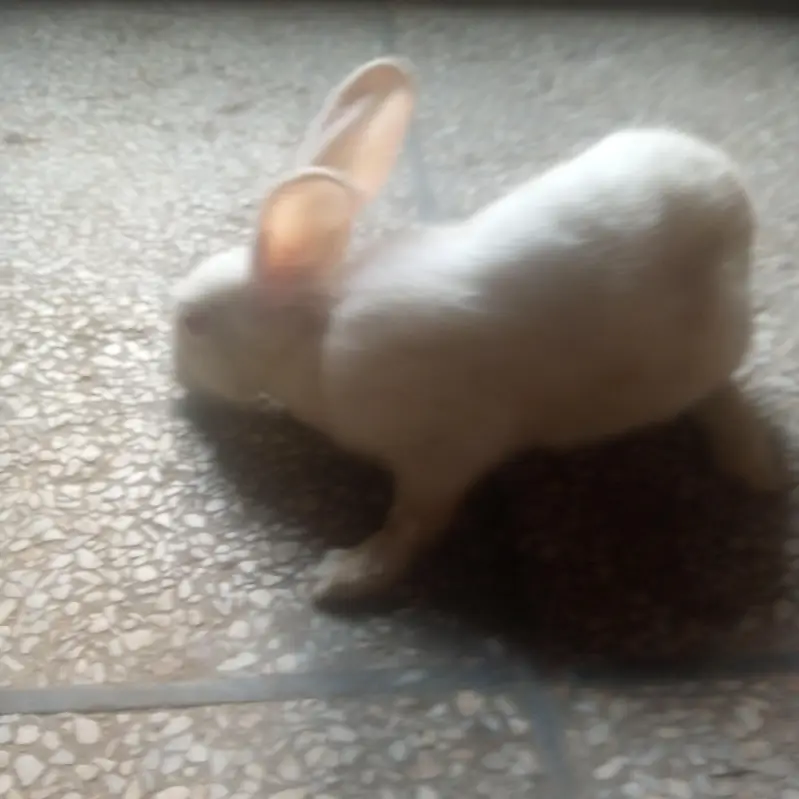 Three white rabbits male — photo 4