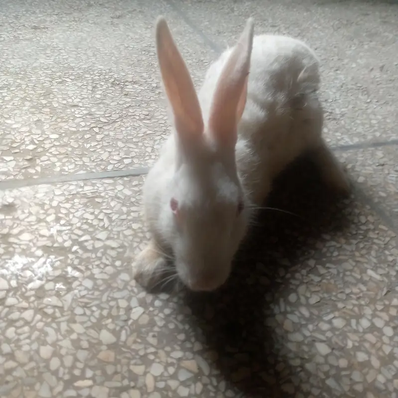 Three white rabbits male — photo 5