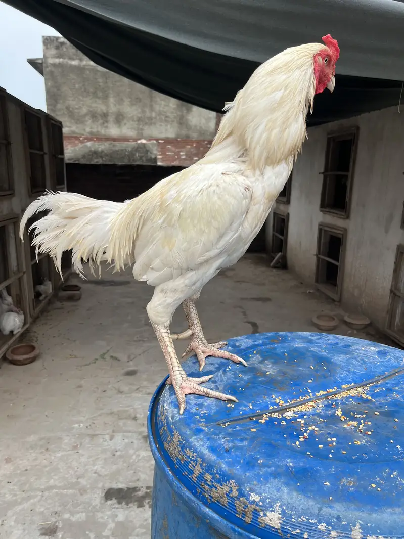 Mazboot Mianwali Aseel For Sale — photo 2
