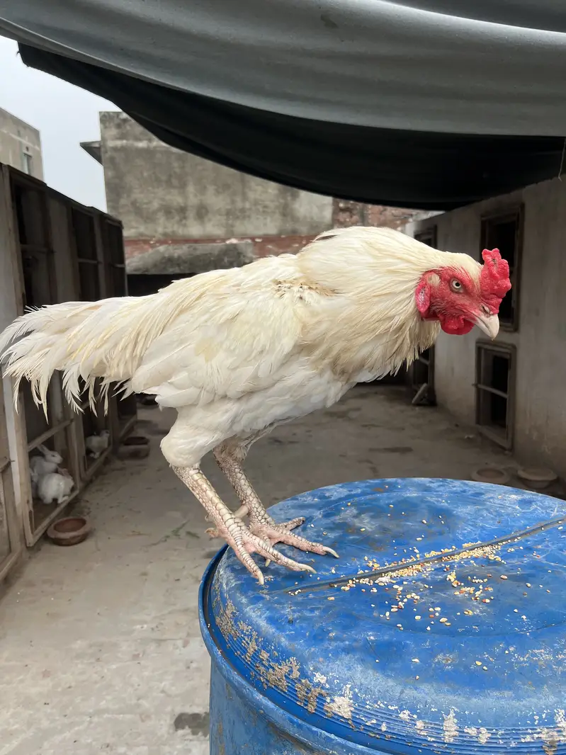 Mazboot Mianwali Aseel For Sale — photo 3