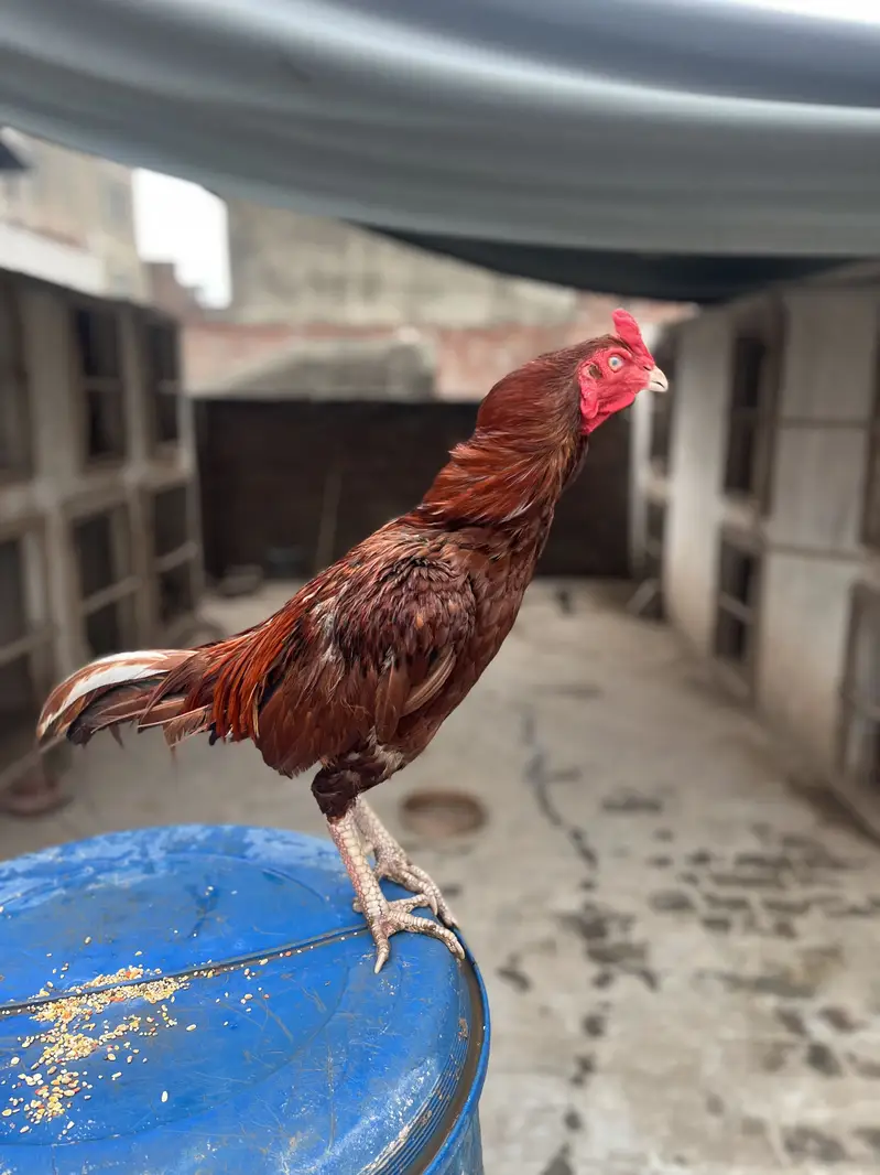 Mazboot Mianwali Aseel For Sale — photo 4
