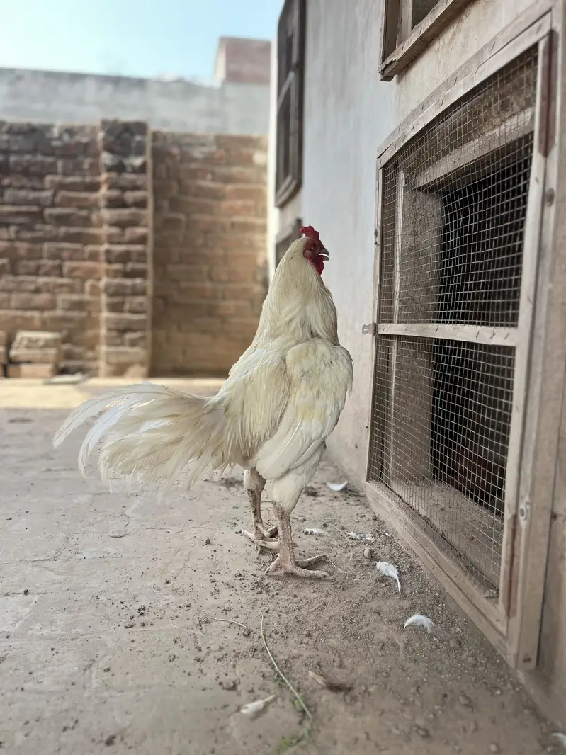 Mazboot Mianwali Aseel For Sale — photo 5