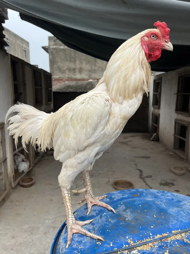 Mazboot Mianwali Aseel For Sale — photo 7