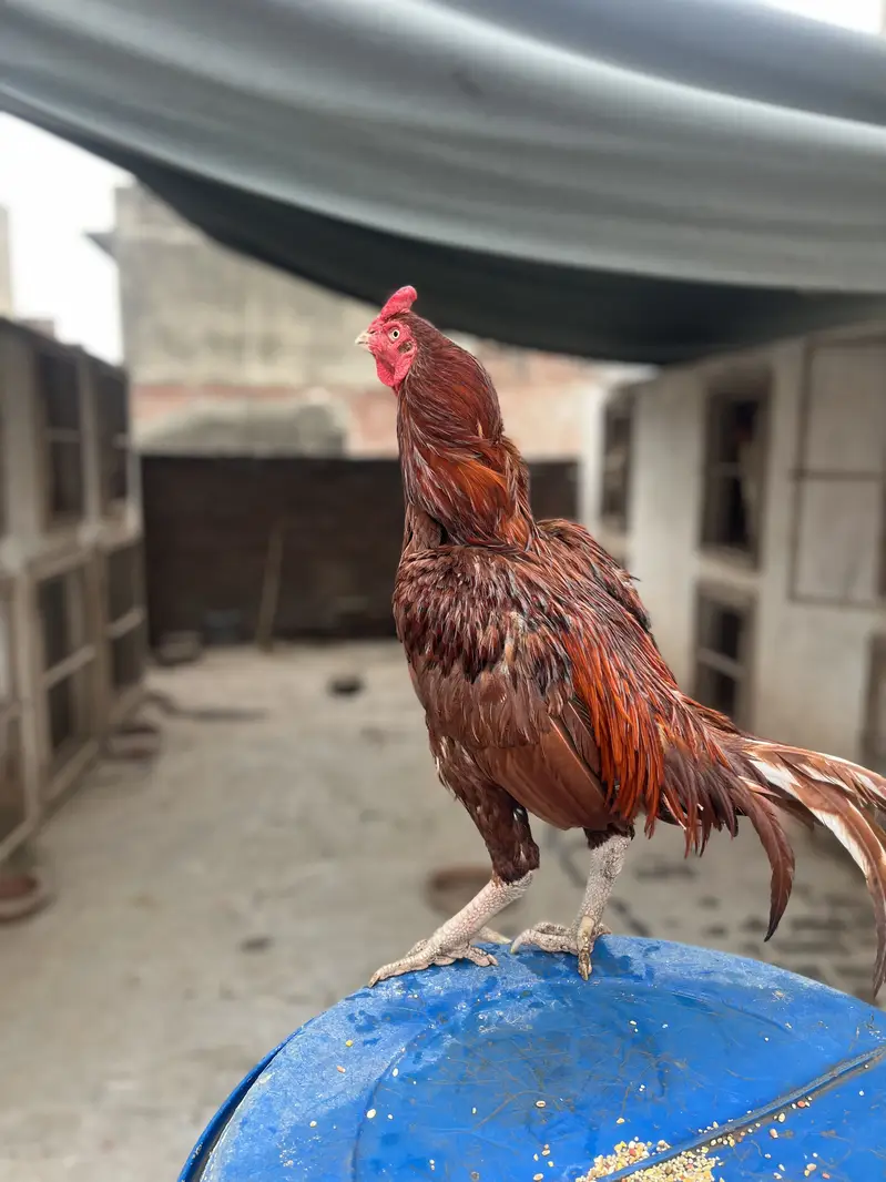 Mazboot Mianwali Aseel For Sale — photo 8
