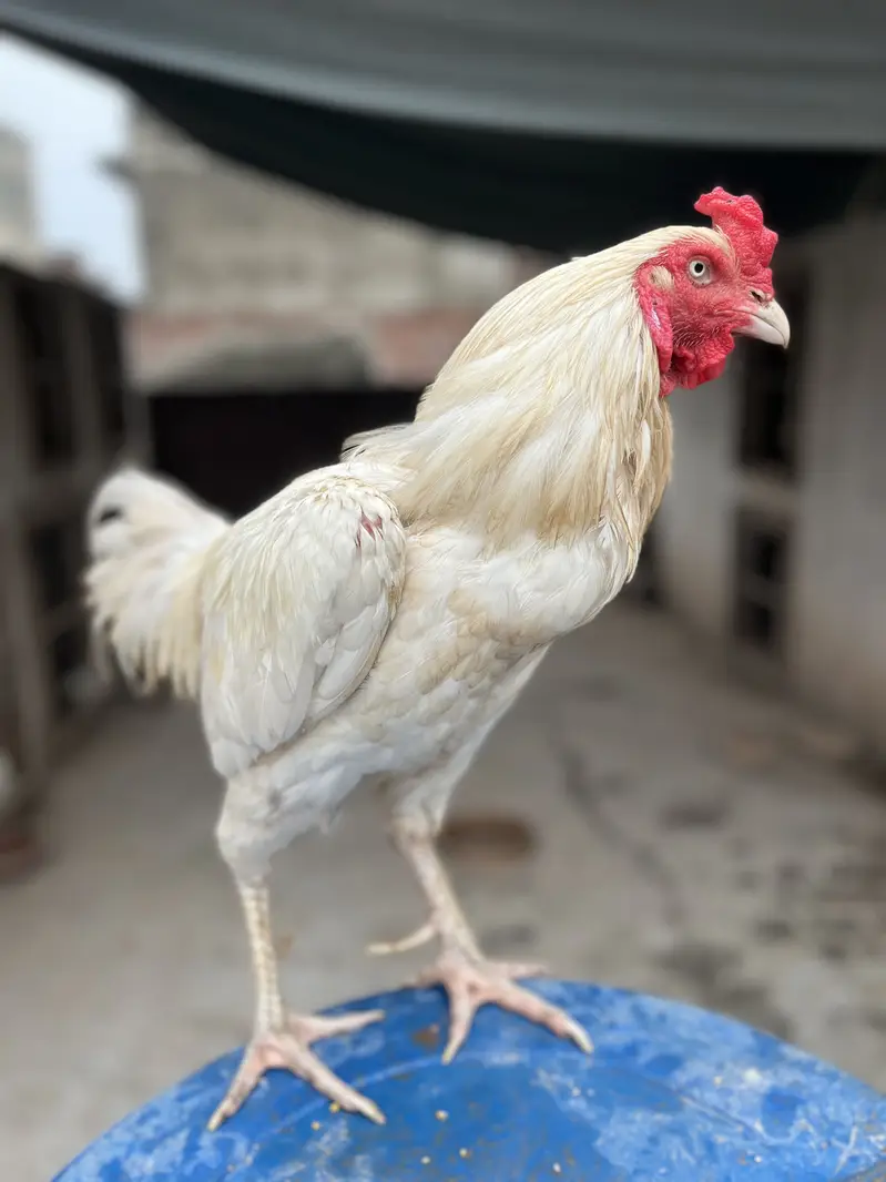 Mazboot Mianwali Aseel For Sale — photo 9