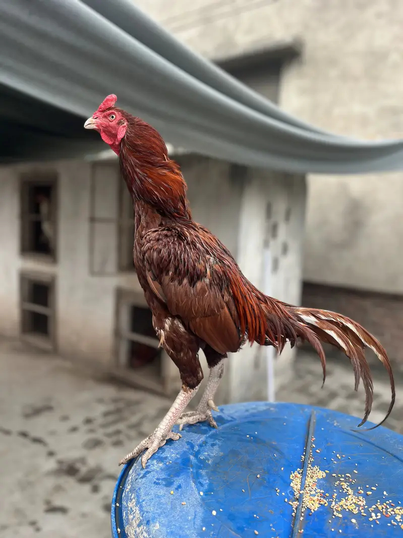 Mazboot Mianwali Aseel For Sale — photo 10