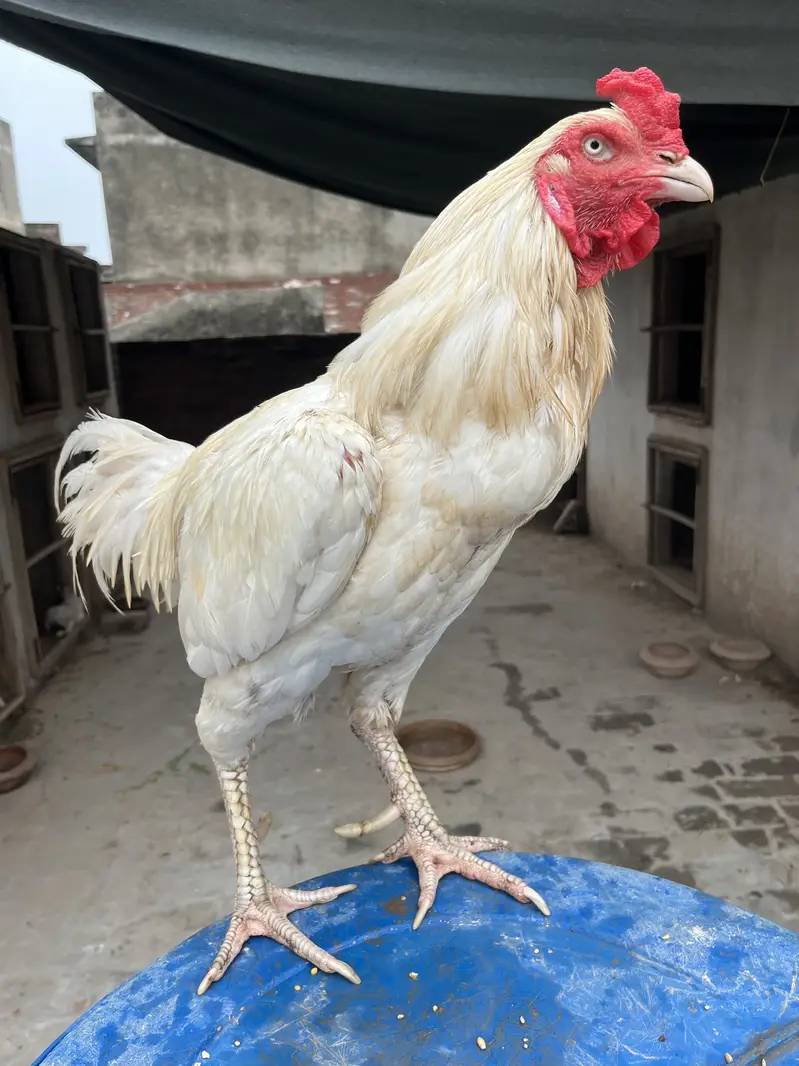 Mazboot Mianwali Aseel For Sale — photo 11