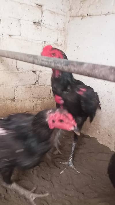 trio . . 3. . quality birds 2 female and 1 male purity 100%