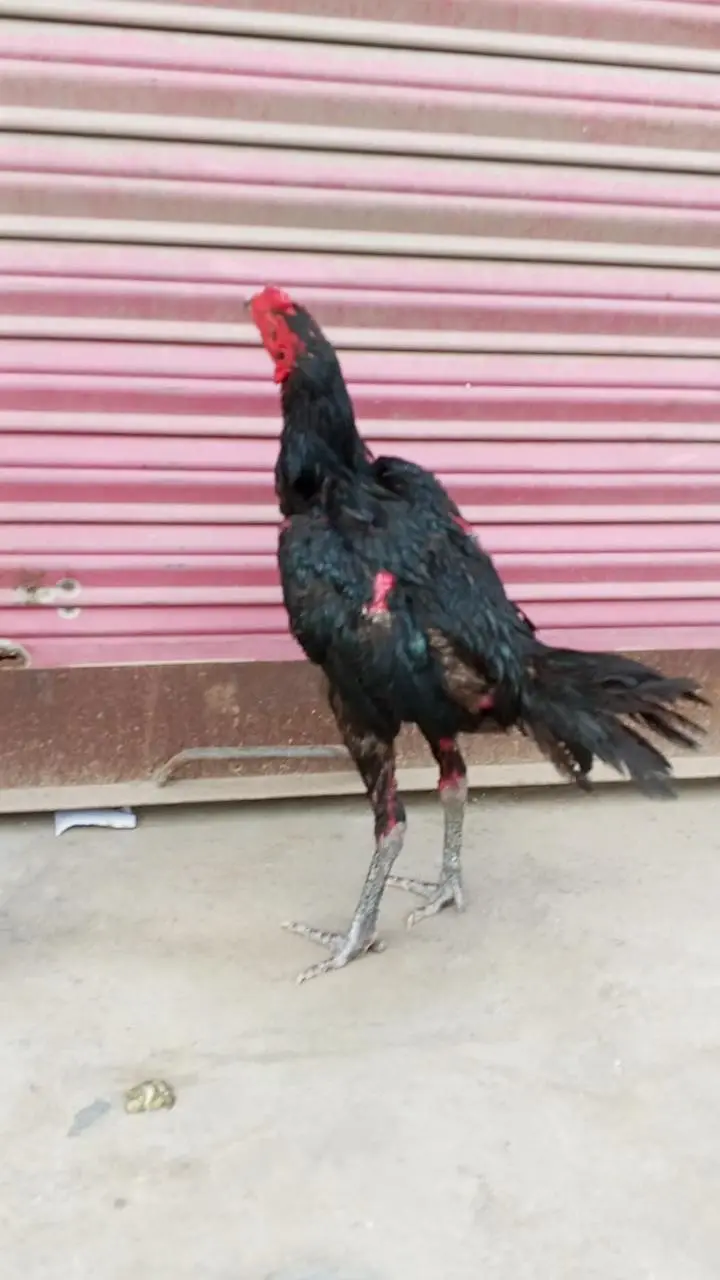 trio . . 3. . quality birds 2 female and 1 male purity 100% — photo 2