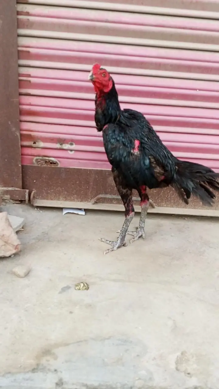 trio . . 3. . quality birds 2 female and 1 male purity 100% — photo 4
