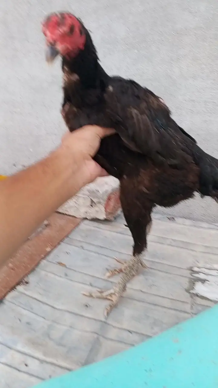 trio . . 3. . quality birds 2 female and 1 male purity 100% — photo 8