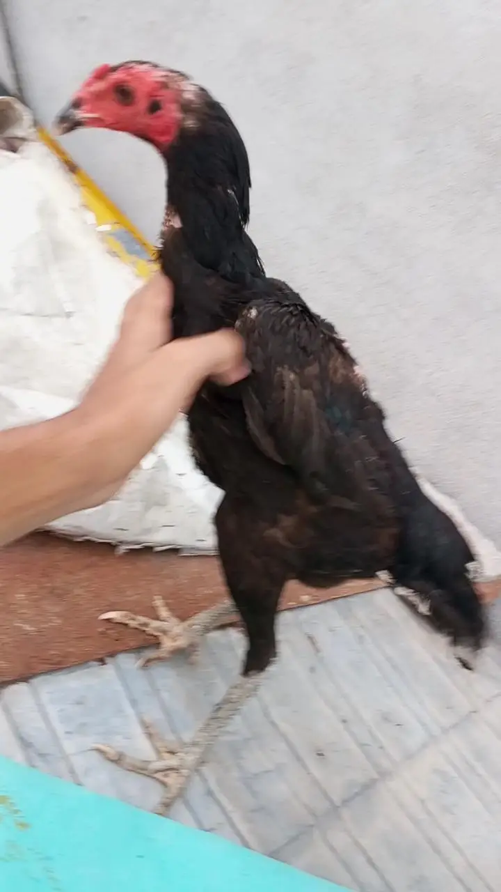 trio . . 3. . quality birds 2 female and 1 male purity 100% — photo 9