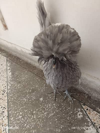 5 mouth female hen
