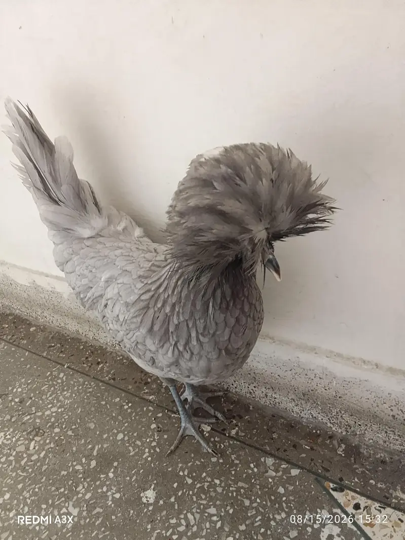 5 mouth female hen — photo 2