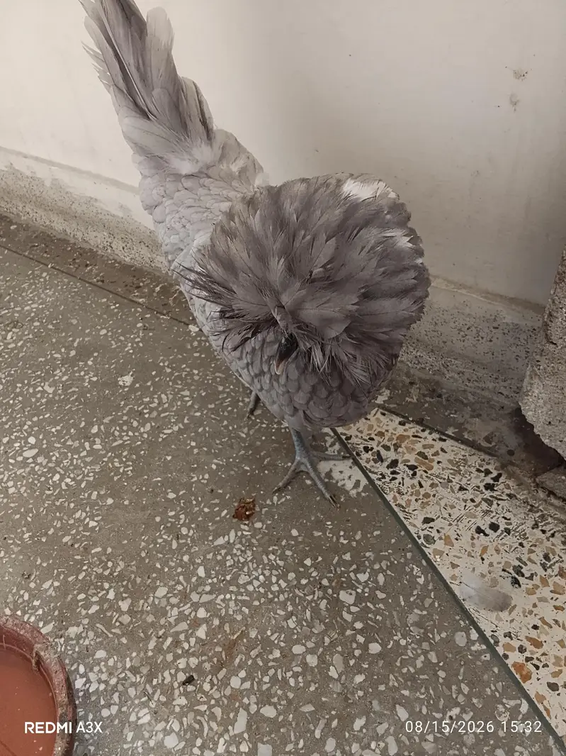 5 mouth female hen — photo 3