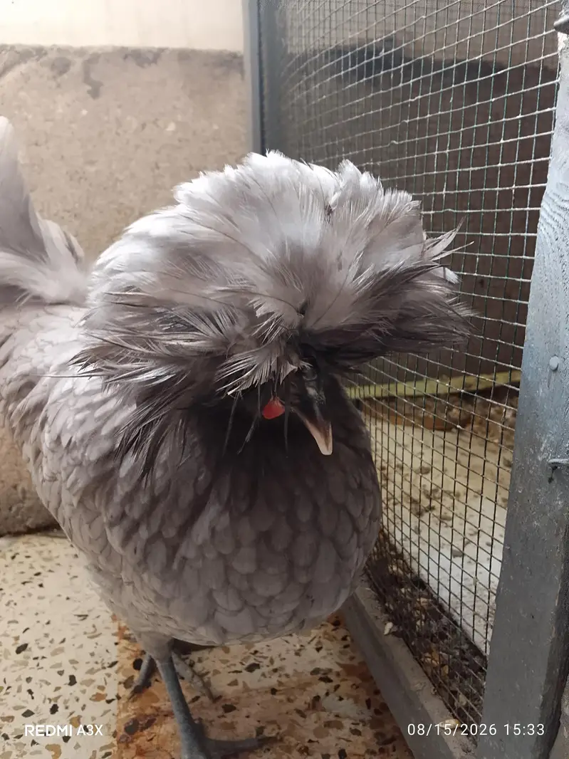 5 mouth female hen — photo 4
