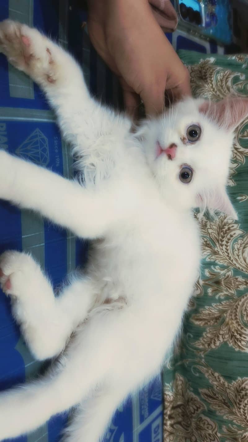 persian kittens 0