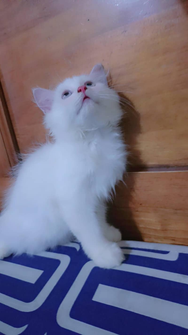 persian kittens 1