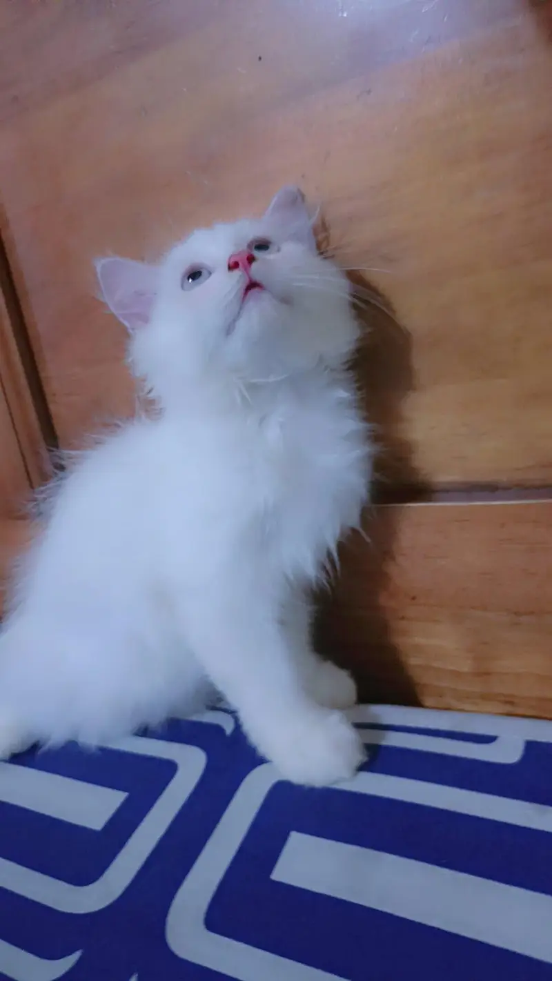 persian kittens — photo 2