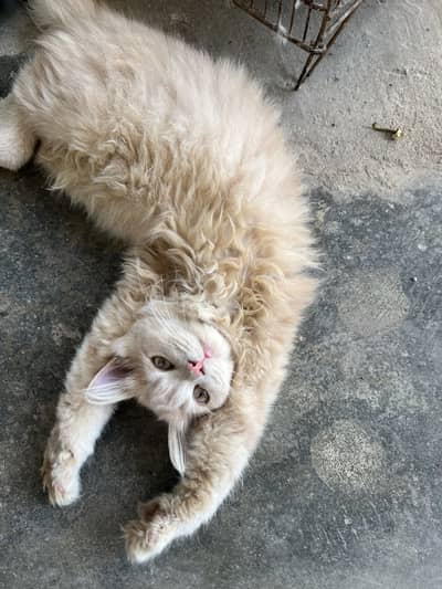 Tripplr coated persion kitten