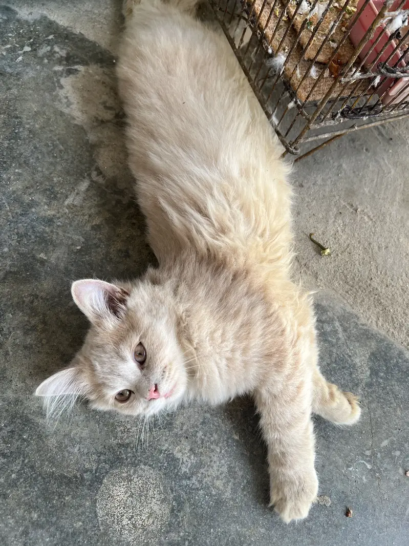 Tripplr coated persion kitten — photo 2
