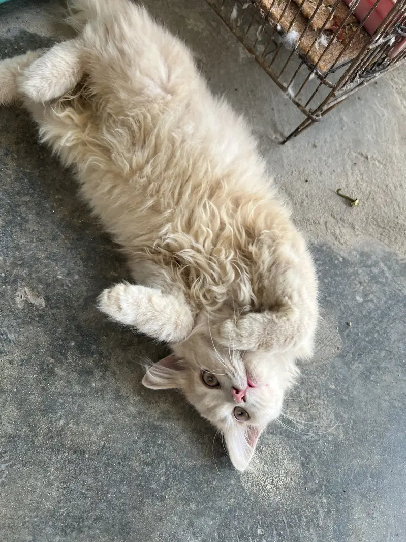 Tripplr coated persion kitten — photo 3