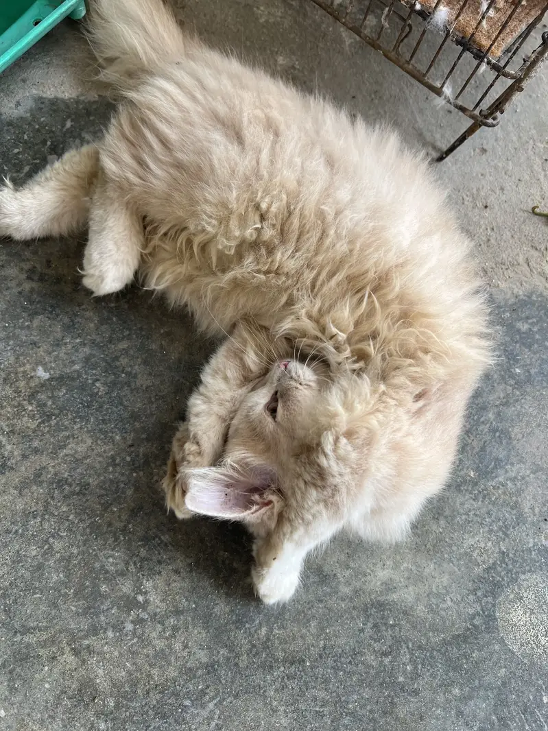 Tripplr coated persion kitten — photo 4