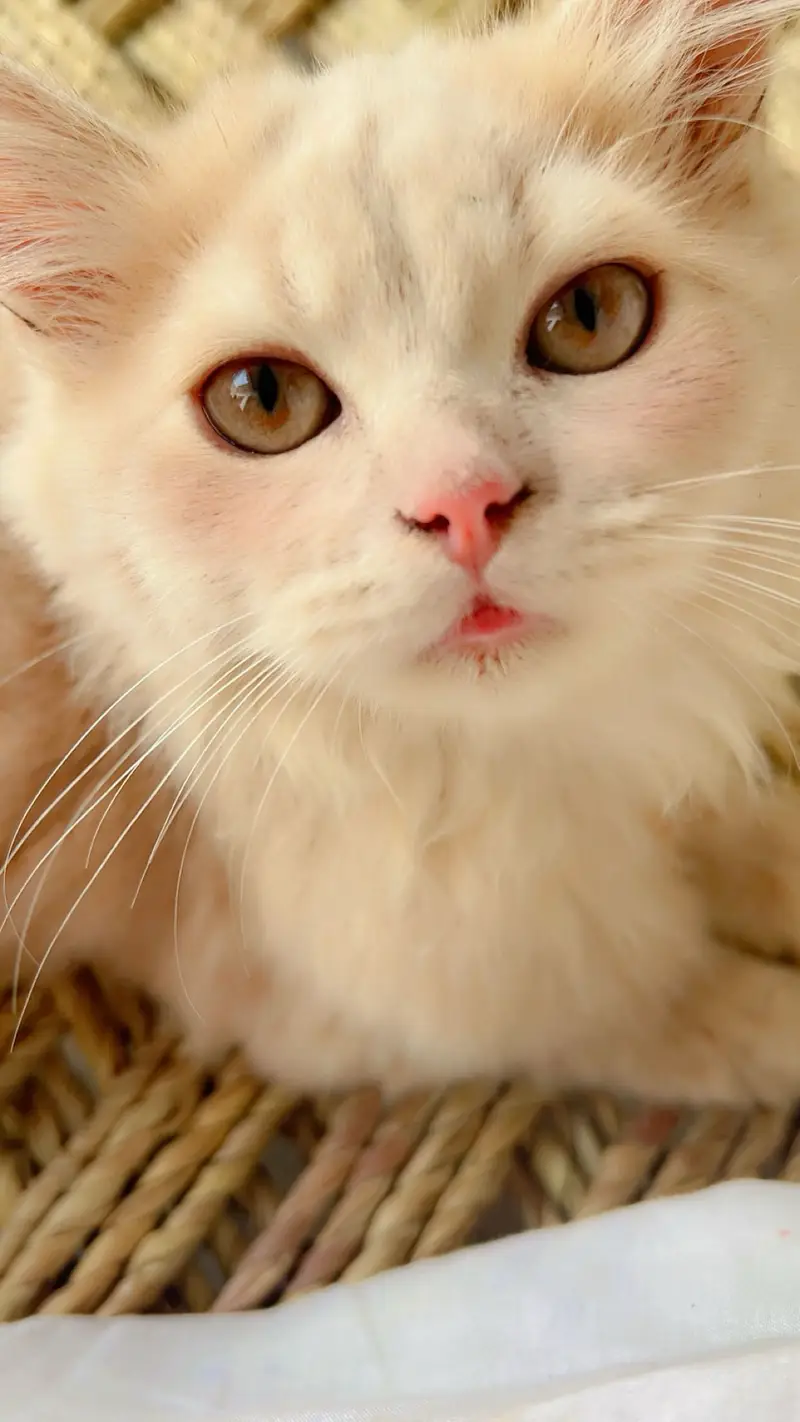 Tripplr coated persion kitten — photo 5
