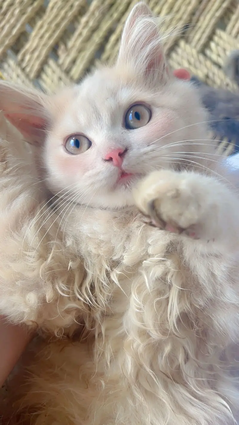 Tripplr coated persion kitten — photo 6