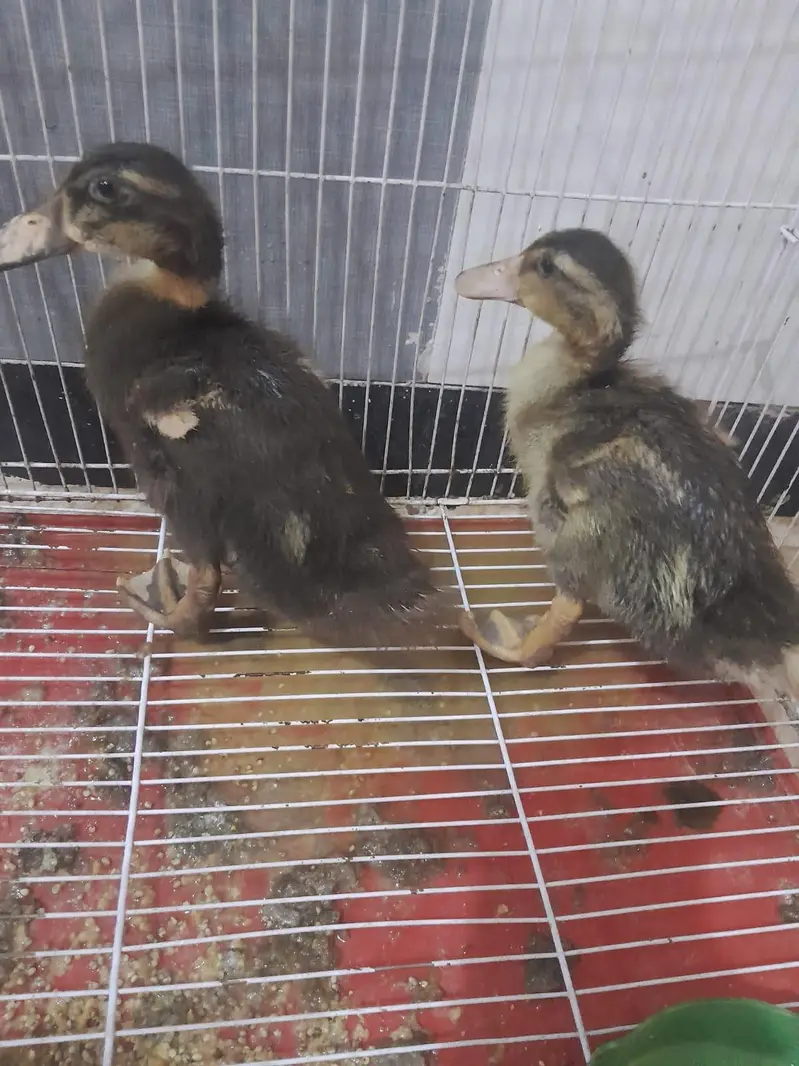 ducks for sale